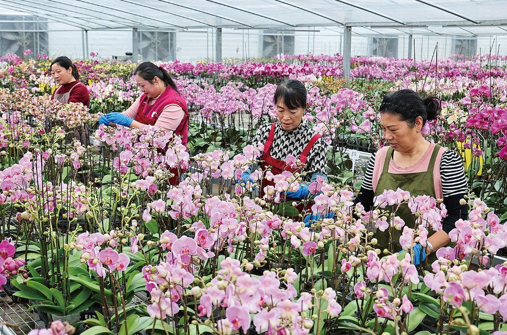 智能温室内蝴蝶兰竞相绽放