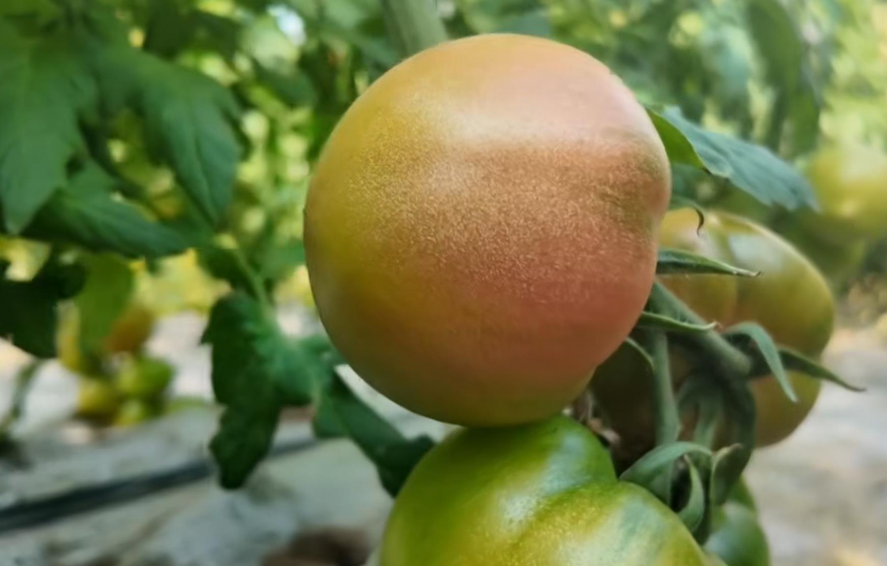 “绿肩”西红柿成为市场“新宠”