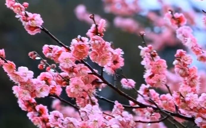 细雨绵绵  梅花斗艳