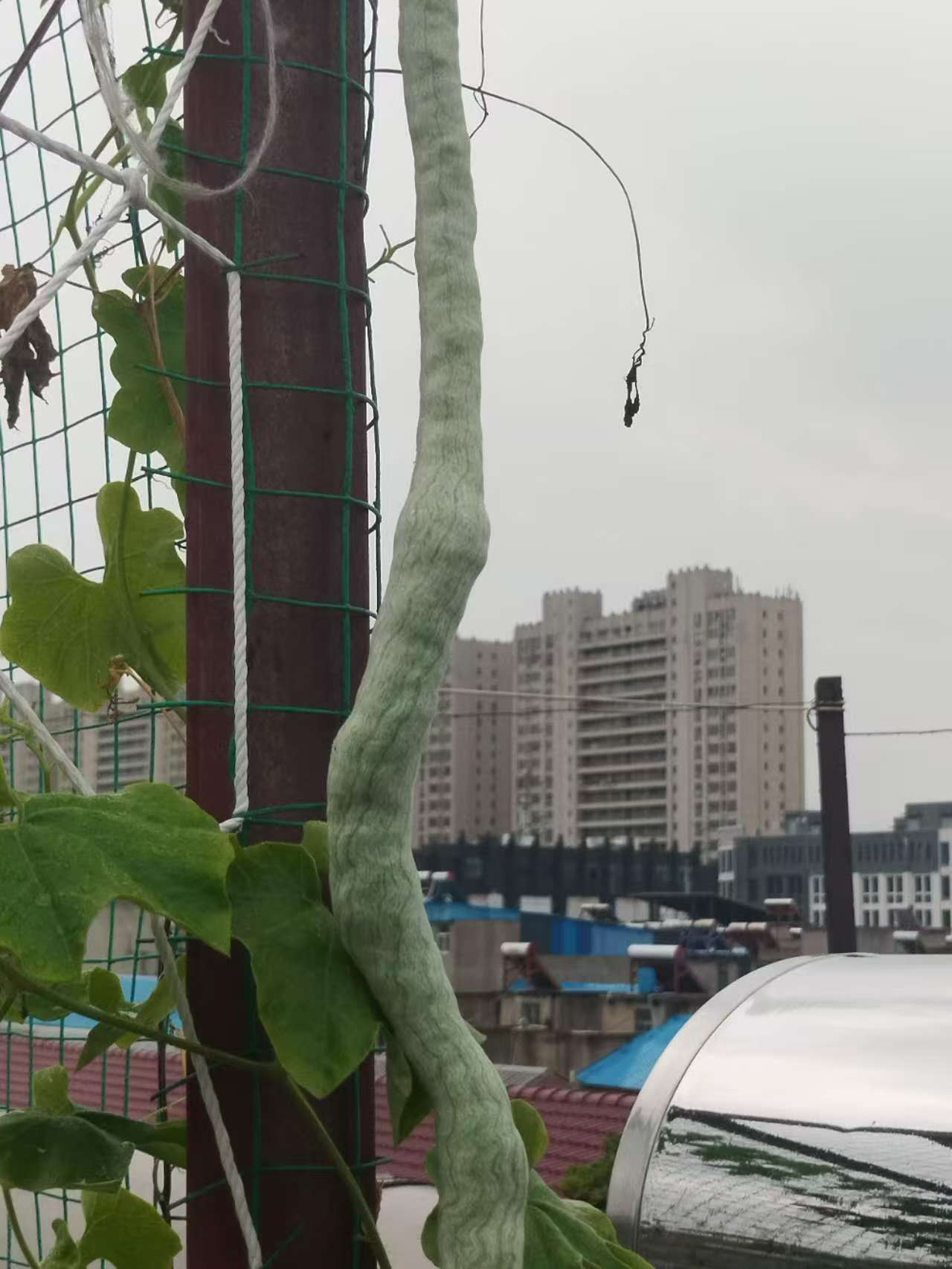 9喜人硕果（二).jpg