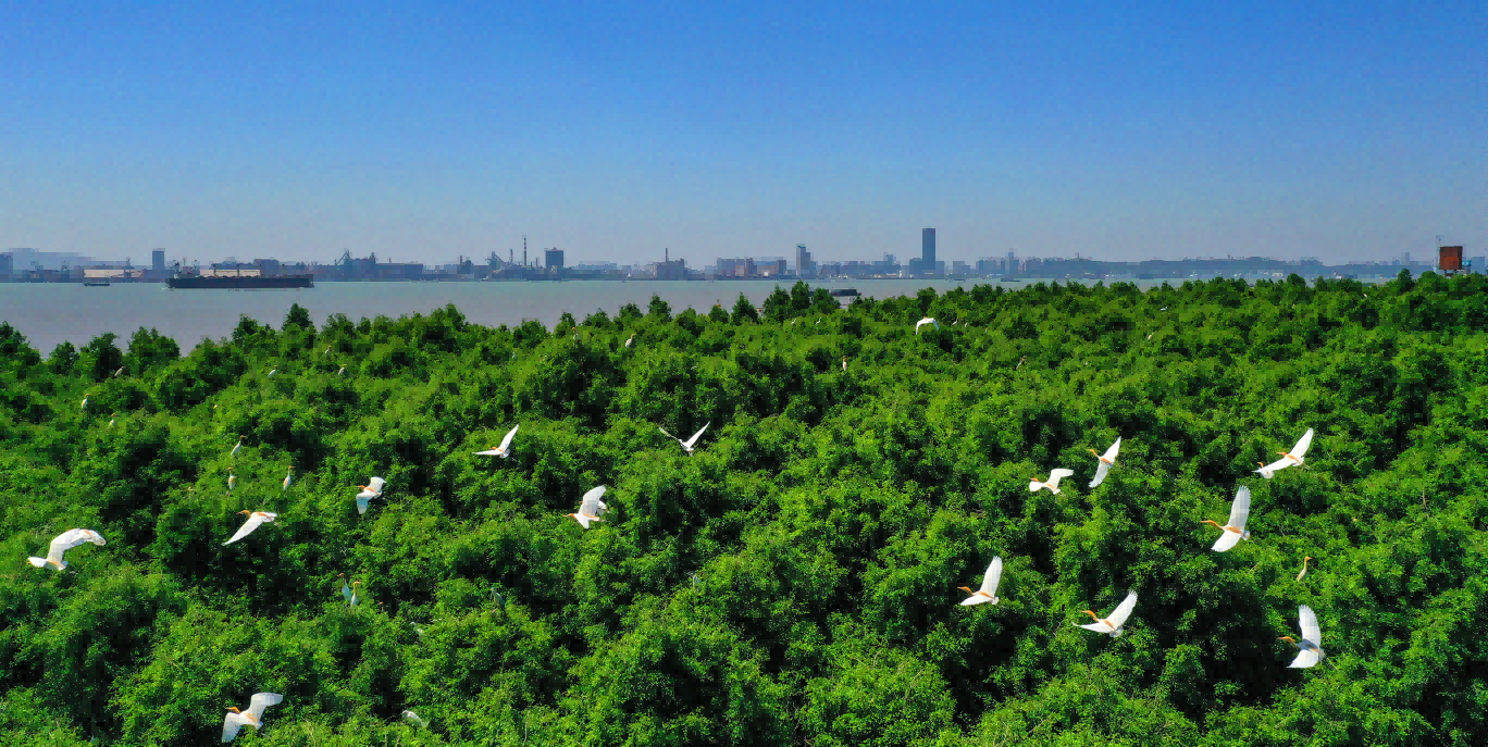 靖江:珍愛濕地守護未來,形成“沿江一島多廊道”保護格局