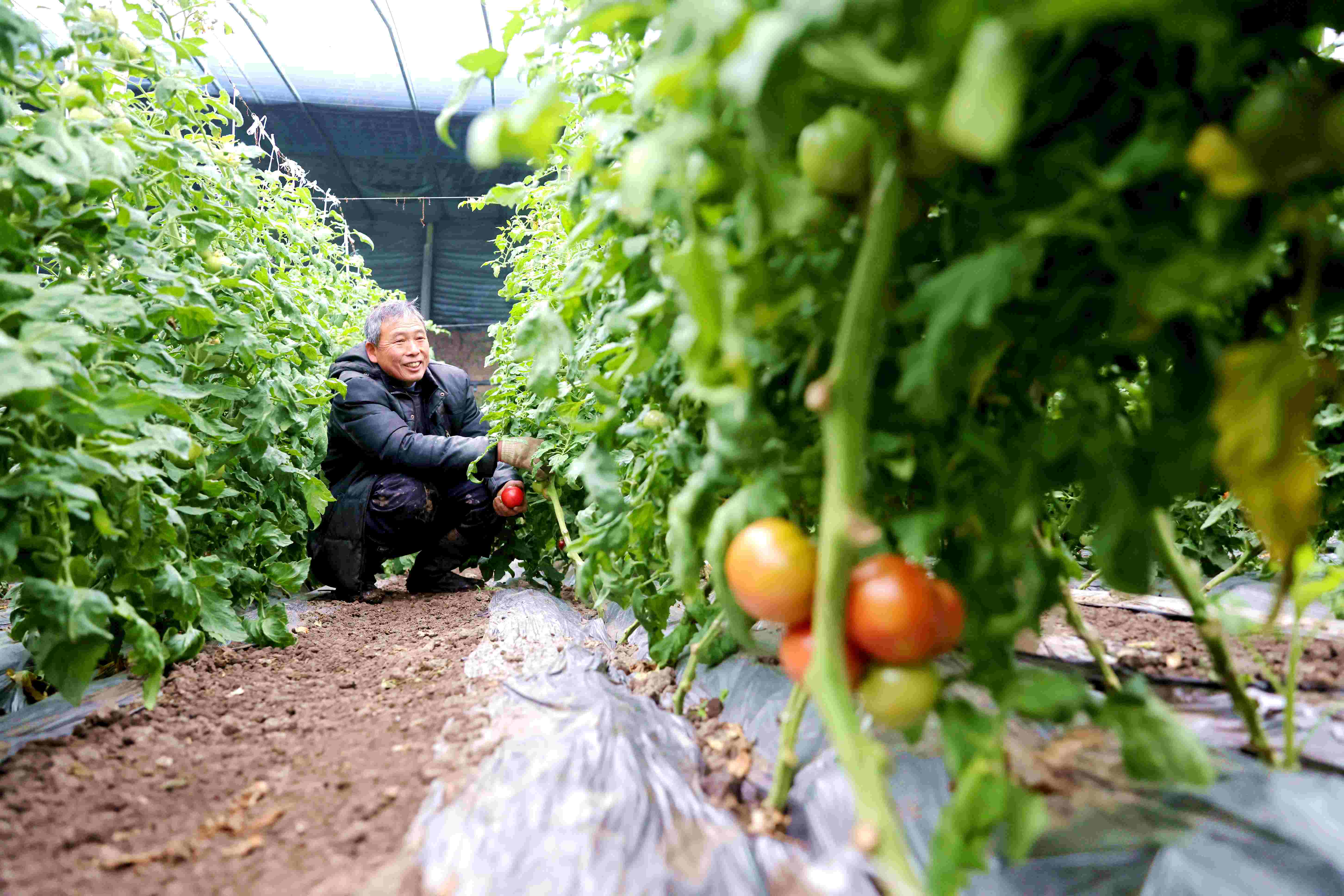 新春走基层丨泰州海陵番茄大棚里忙出幸福年