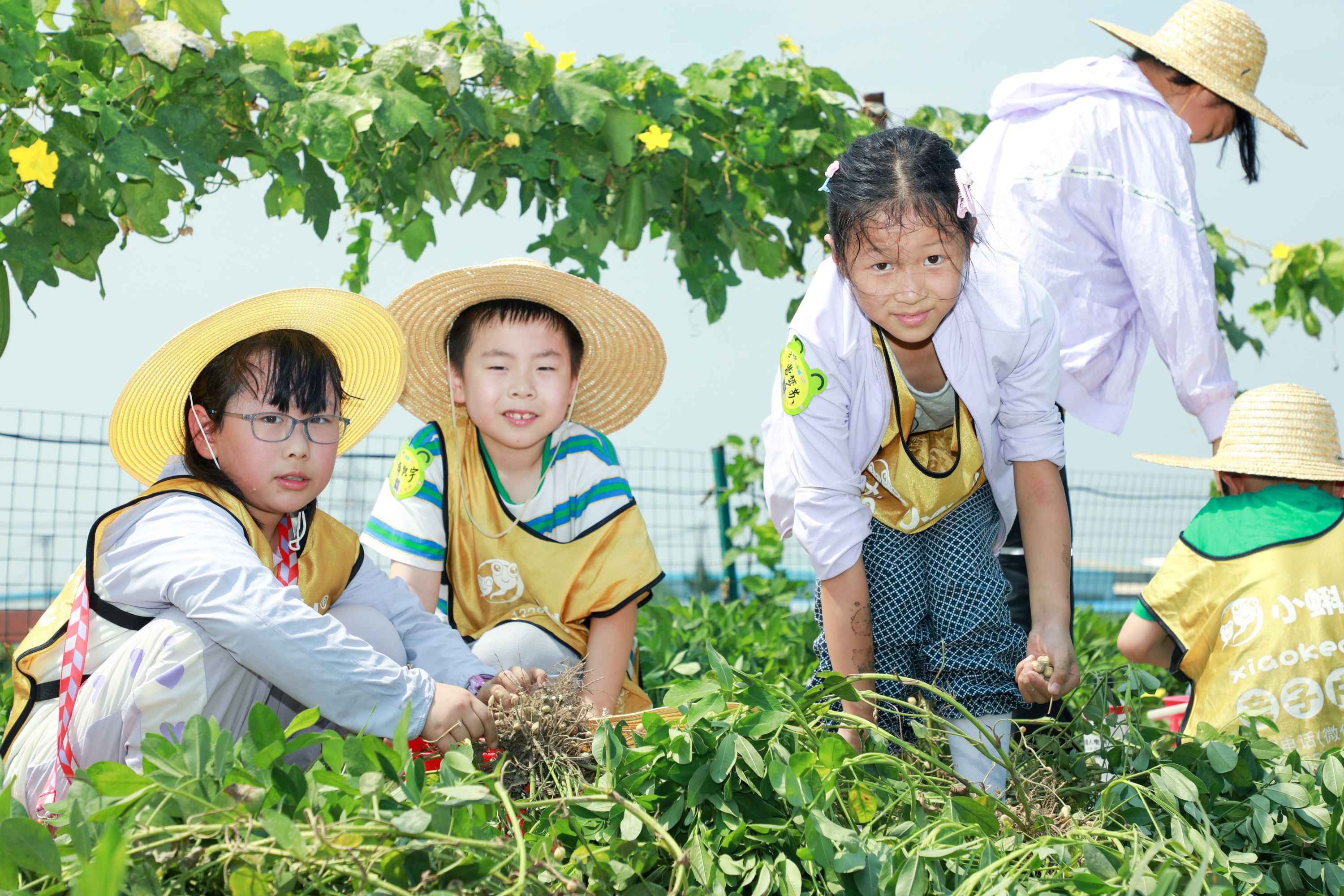 山泰生态园采摘图片